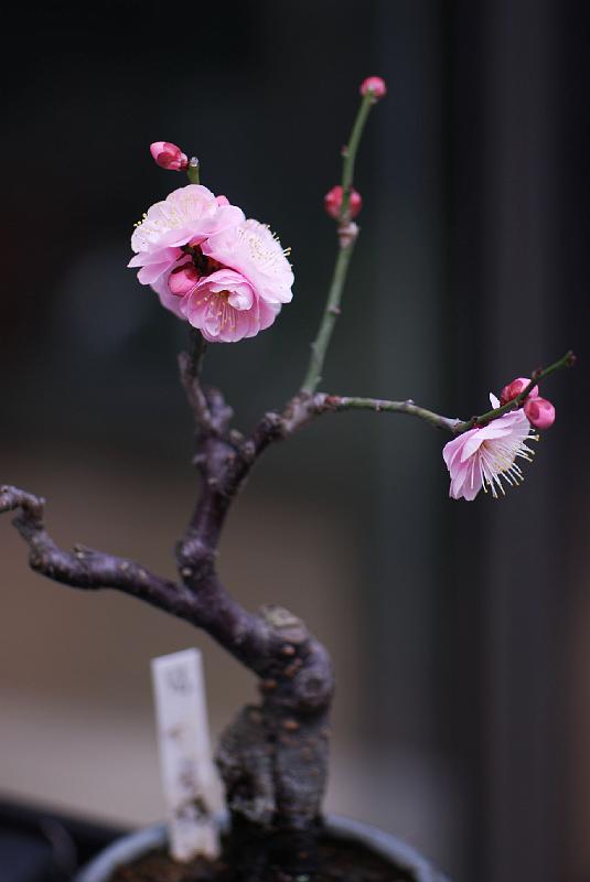 DSC_3779.jpg