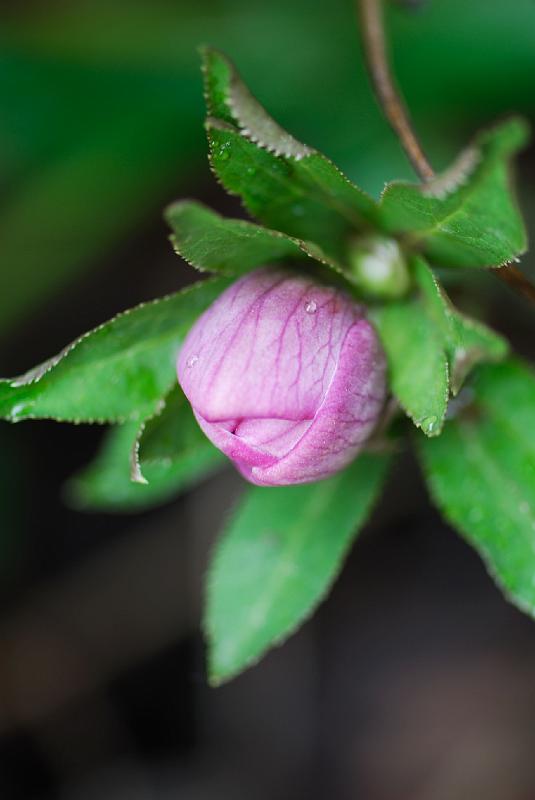 DSC_3801.jpg