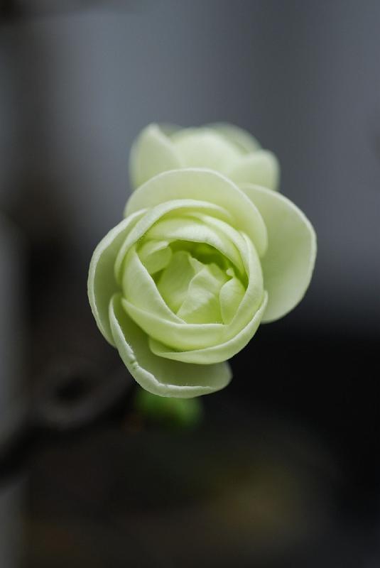 DSC_3976.jpg