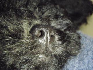nose
