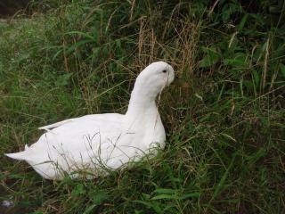 アヒル