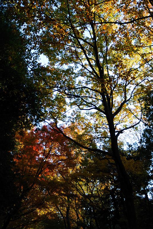 DSC_2658.jpg