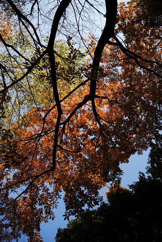 DSC_2663.jpg
