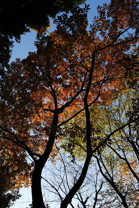 DSC_2664.jpg