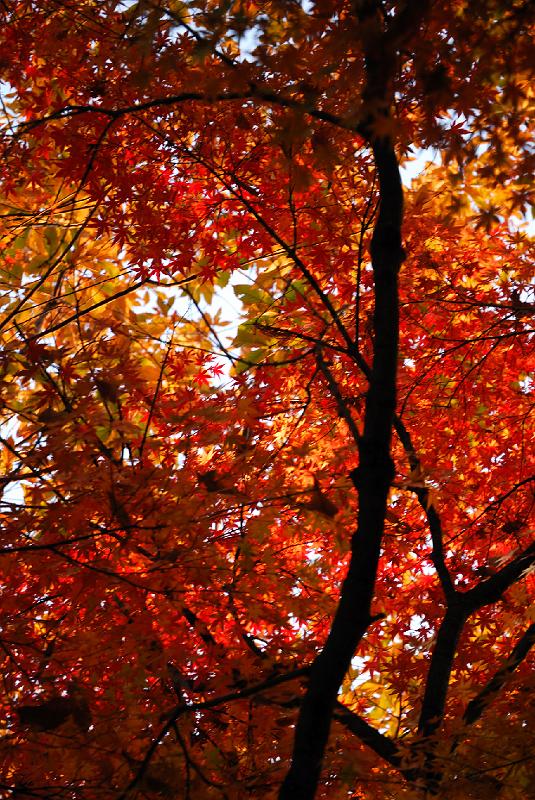 DSC_2685.jpg