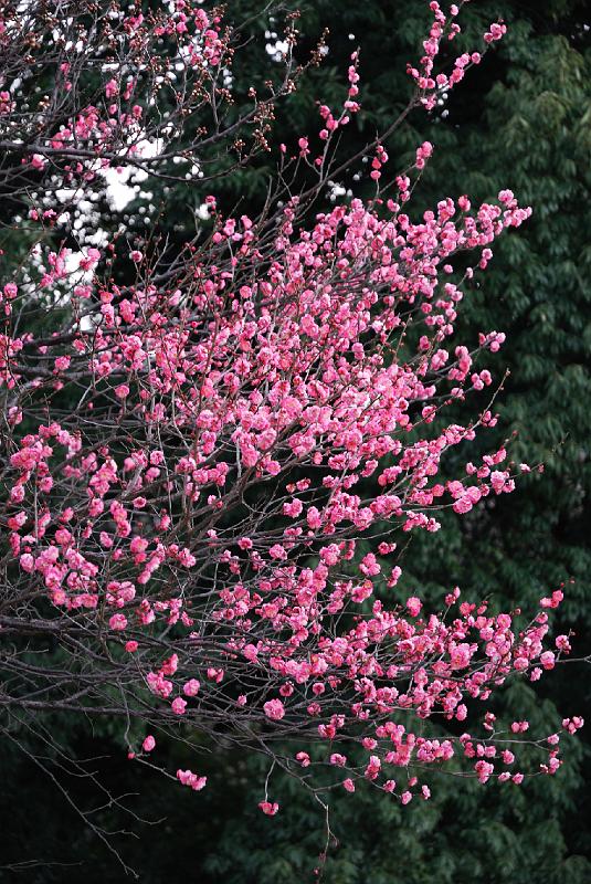 DSC_2912.jpg