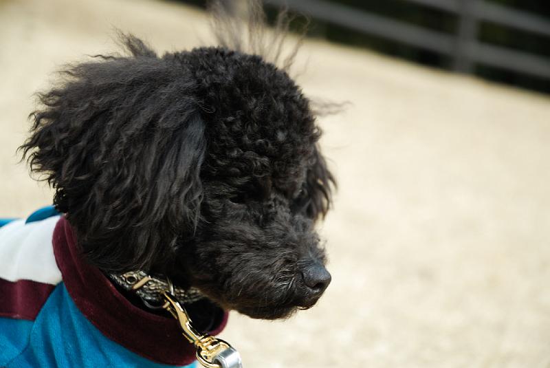 DSC_2982.jpg