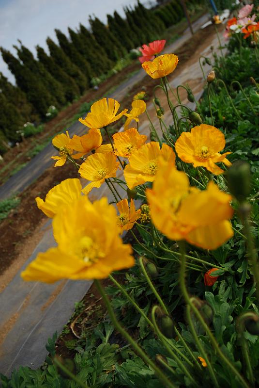 DSC_4323.JPG