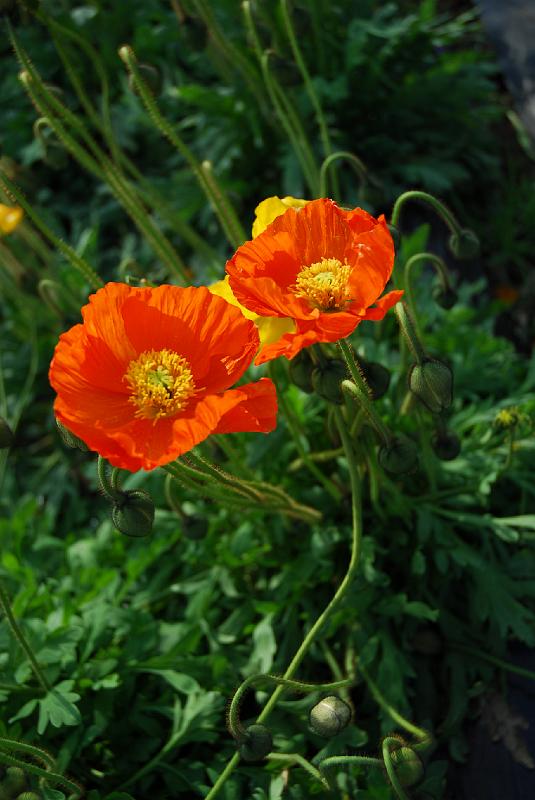 DSC_4329.JPG