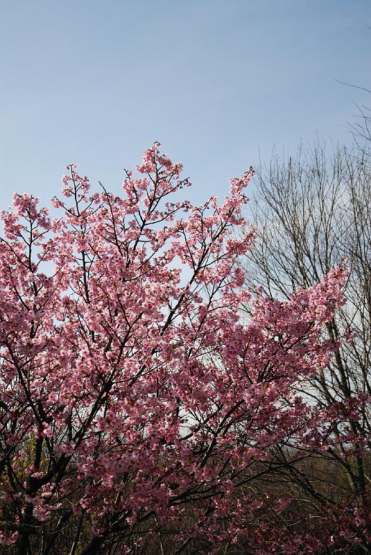 DSC_4441.jpg