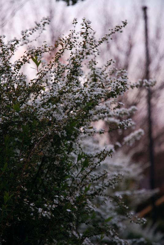 DSC_4458.jpg