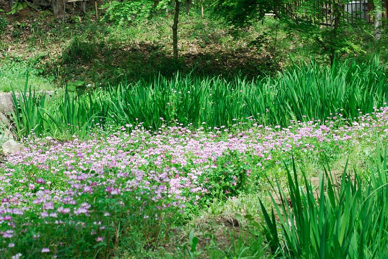 DSC_4486.jpg