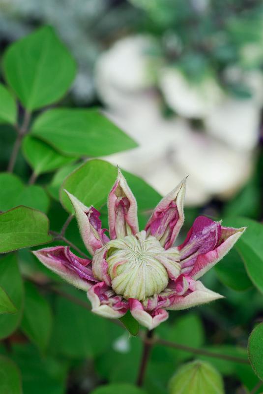DSC_4502.jpg