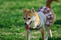 すいらんグリーンパーク4