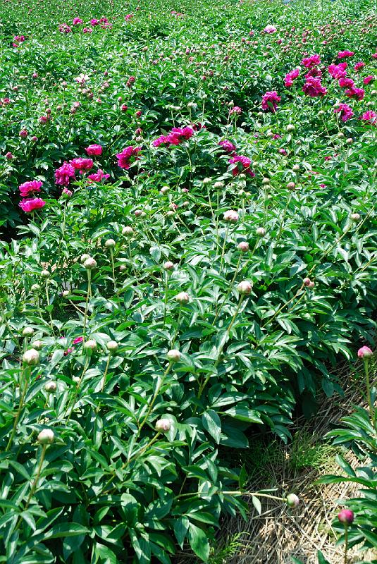 DSC_4763.jpg