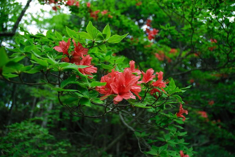 DSC_5221.jpg