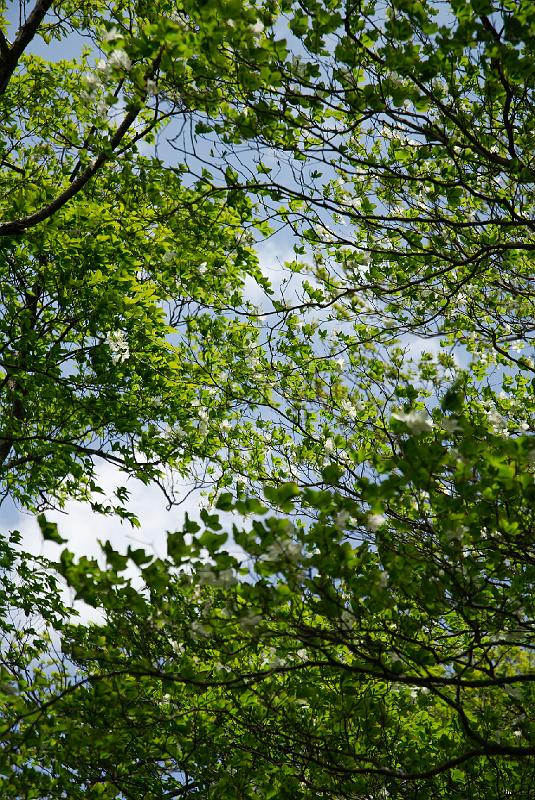DSC_5234.jpg