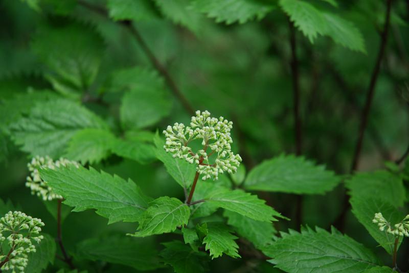 DSC_5428.JPG