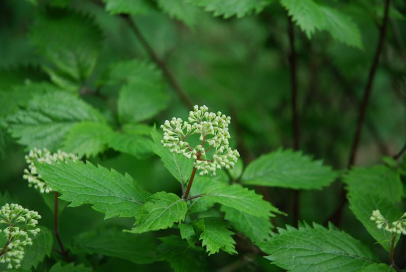 DSC_5429.JPG