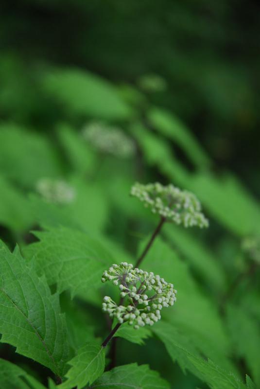 DSC_5432.JPG