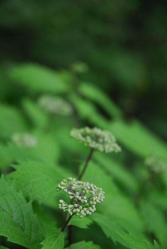 DSC_5433.JPG