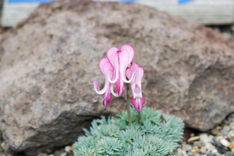 DSC_5498.jpg