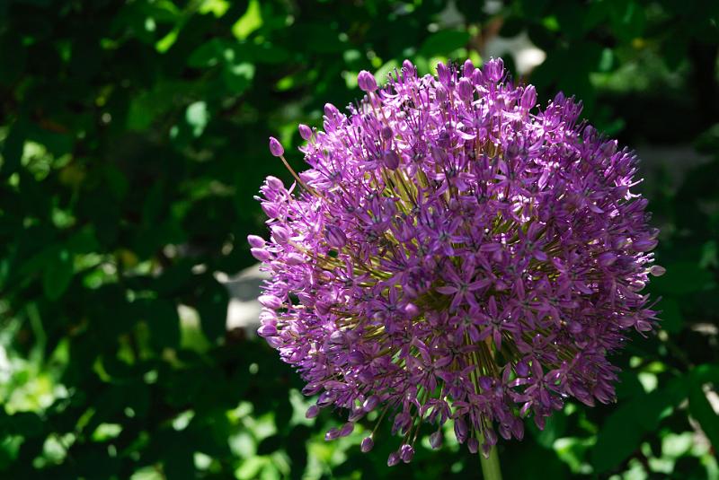 DSC_5613.jpg