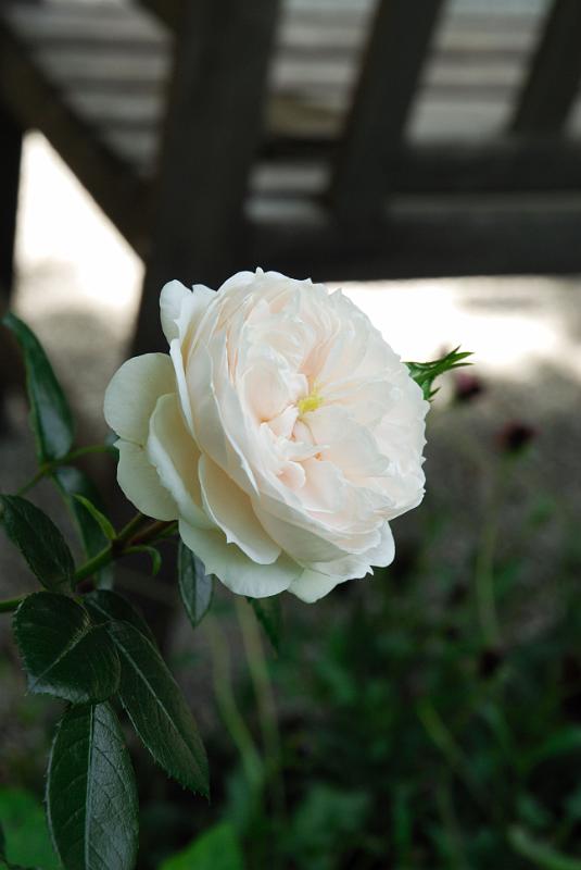 DSC_5620.jpg
