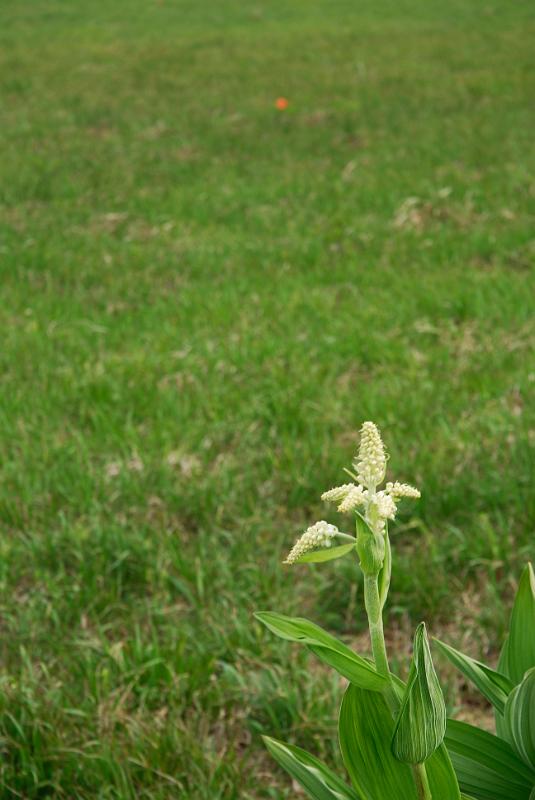 DSC_5901.jpg