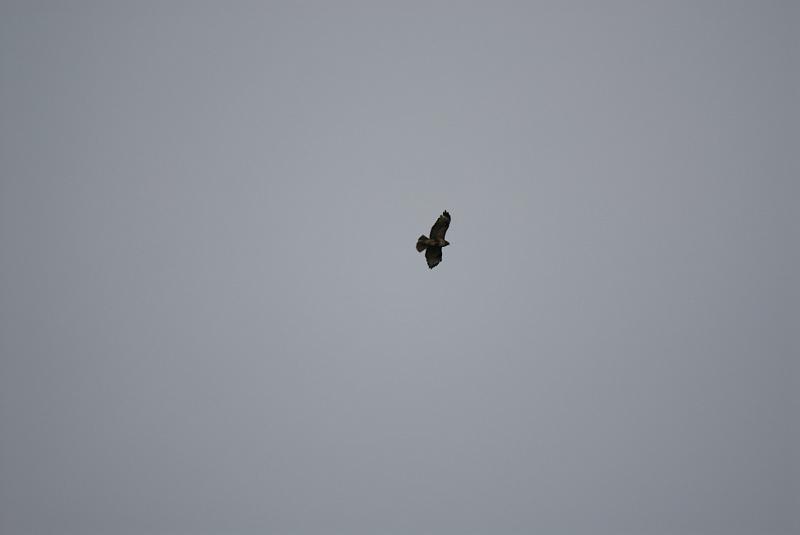 DSC_5920.jpg