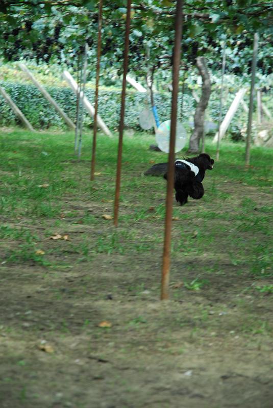 DSC_6982.JPG