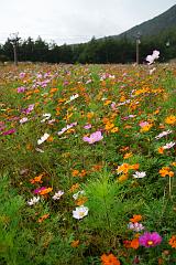 コスモス畑
