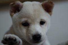 きなこちゃん1