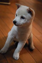 きなこちゃん2