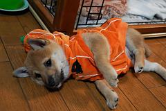 ハロウィンごまちゃん