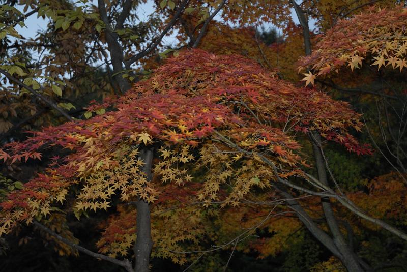 DSC_9066.jpg