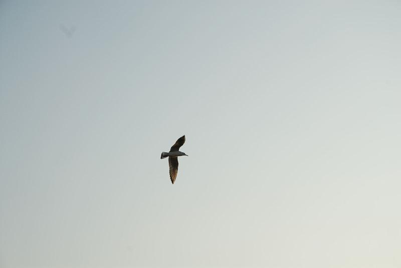DSC_9207.jpg