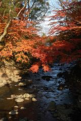 修善寺紅葉