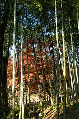 竹林の小径