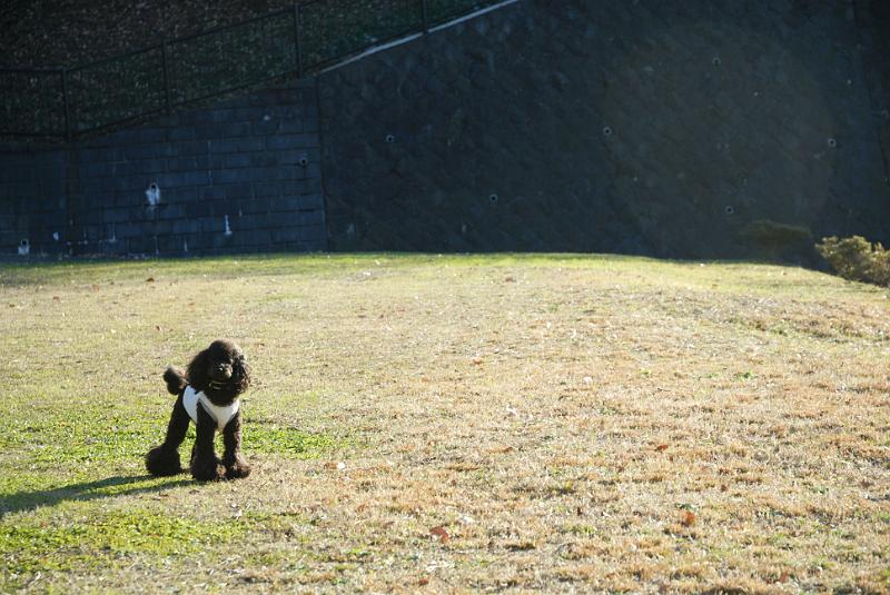 DSC_9688.jpg