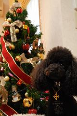クリスマスツリーとネロ