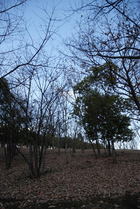 DSC_9918.jpg