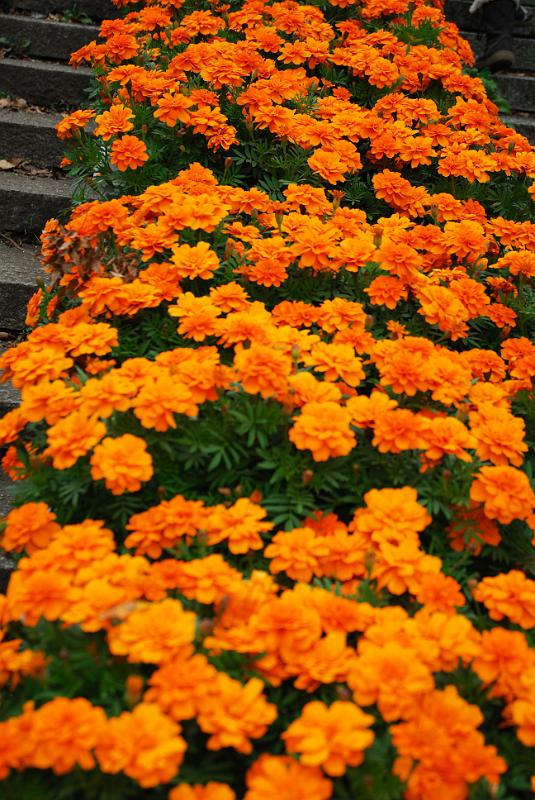 DSC_8248.jpg