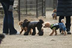お友達いっぱいのつばさドッグラン