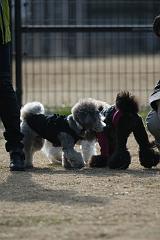さすけ君とネロ4