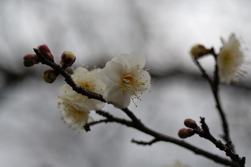 DSC_0684.jpg
