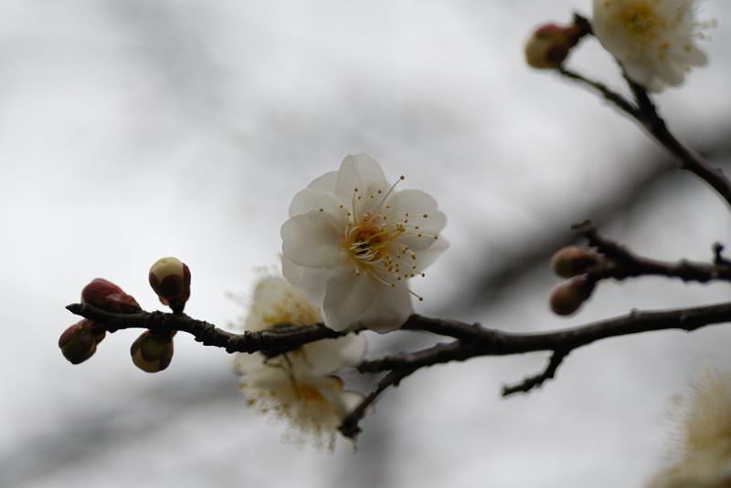 DSC_0687.jpg