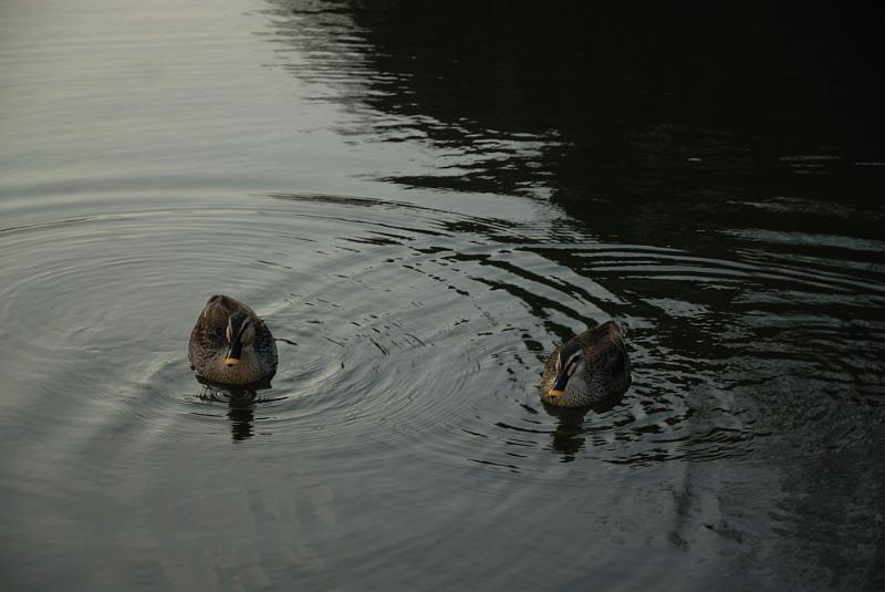 DSC_0696.jpg