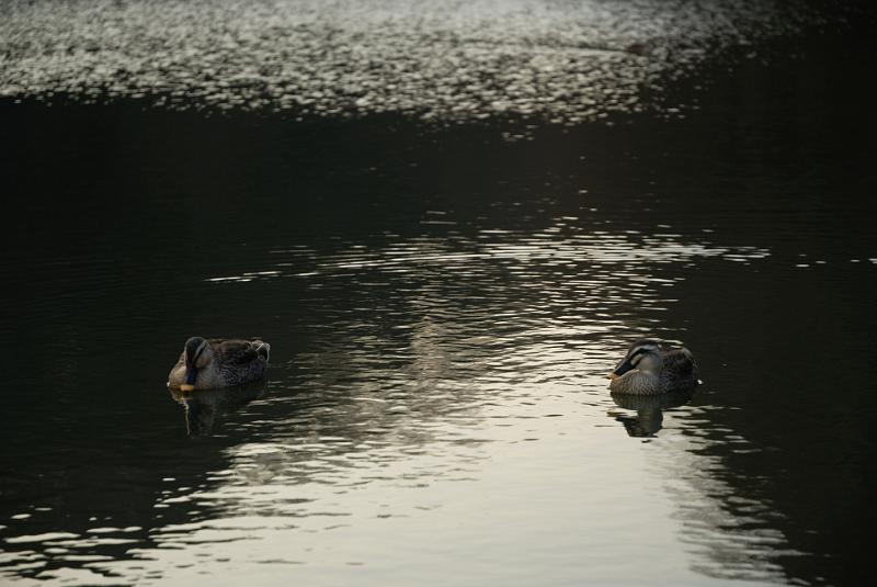 DSC_0698.jpg