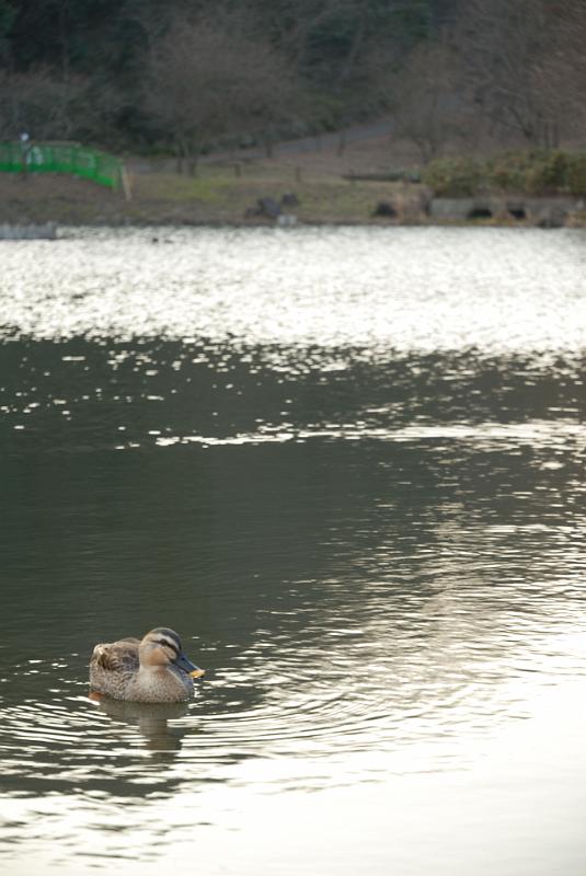 DSC_0700.jpg
